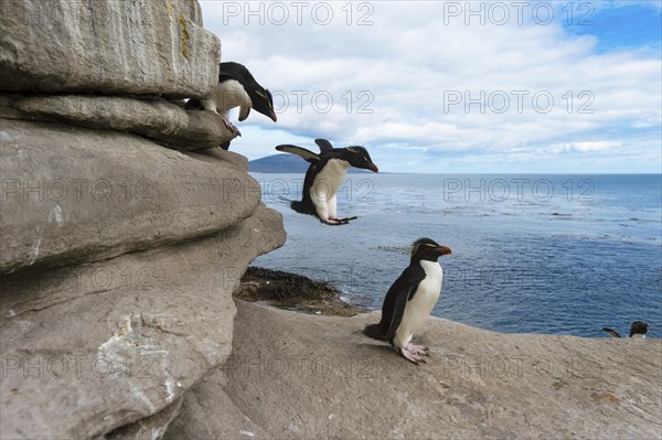 Saunders Island