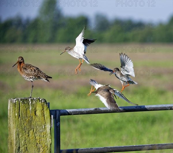 Three redshanks