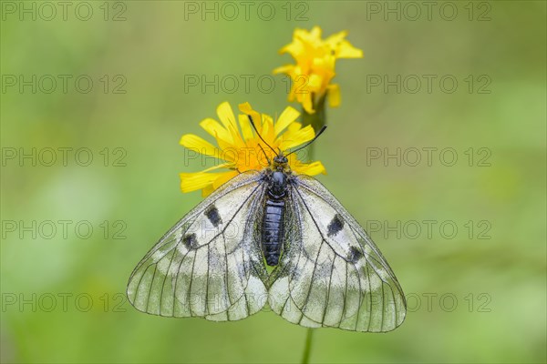 Female Black Apollo