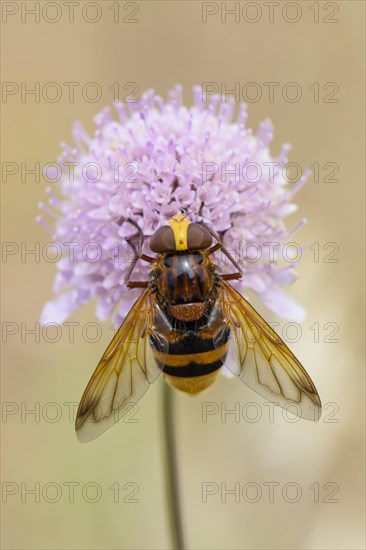 Hornet Mimic Hoverfly