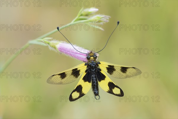 Eastern butterfly