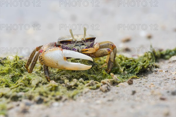 Male European fiddler crab