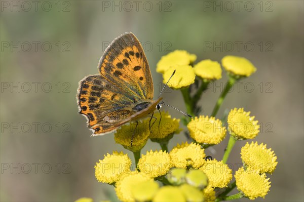 Ducat fire butterfly female