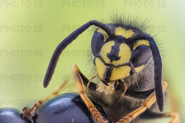 Common wasp