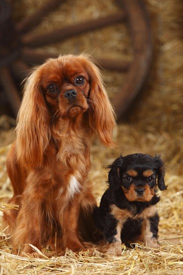 Cavalier King Charles Spaniel