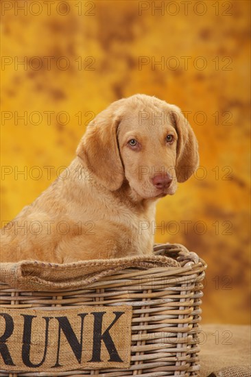 Chesapeake Bay Retriever