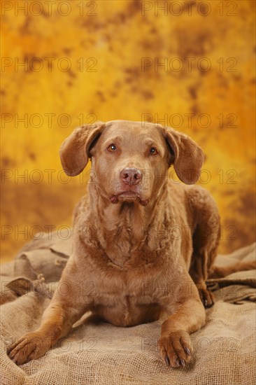 Chesapeake Bay Retriever