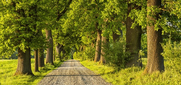 Panorama oak avenue in the evening light