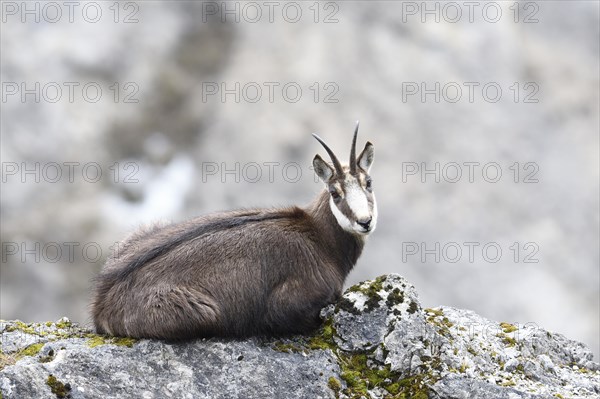 Chamois