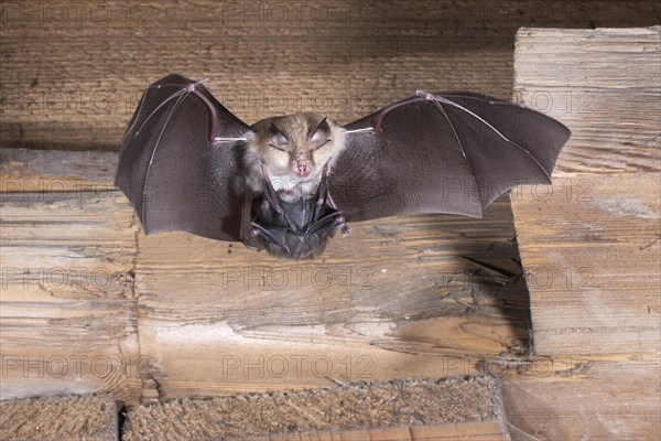 Lesser horseshoe bat