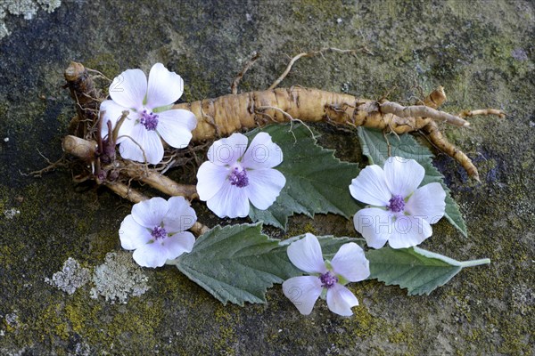 Althaea officinalis