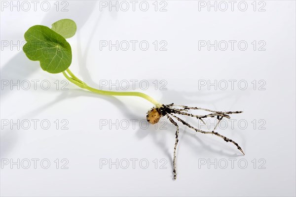 Nasturtium