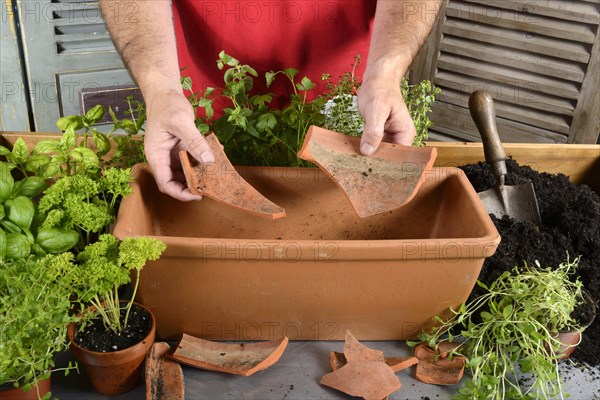Planting of plant pots with herbs