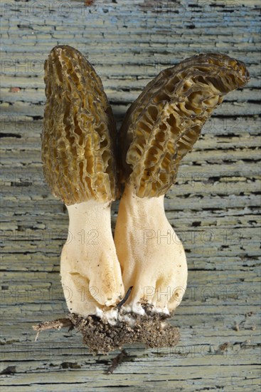 Black morel