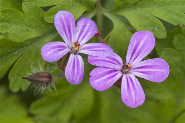 Wood Storkbill