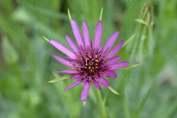 Common salsify