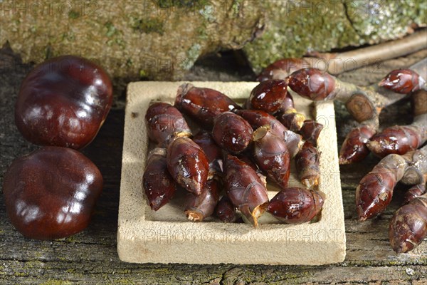 Chestnuts