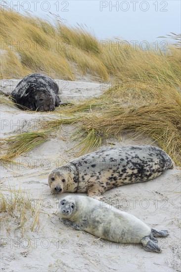 Grey Seal