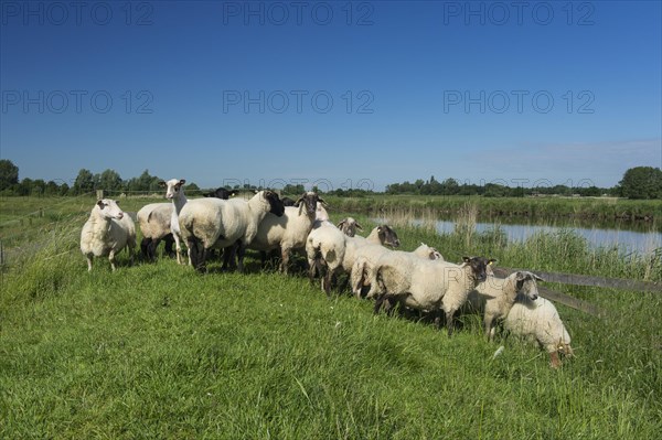 Domestic sheep on the dike of the Juemme