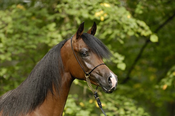 Arabian thoroughbred