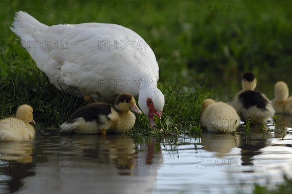 Native muscovy duck with ducklings