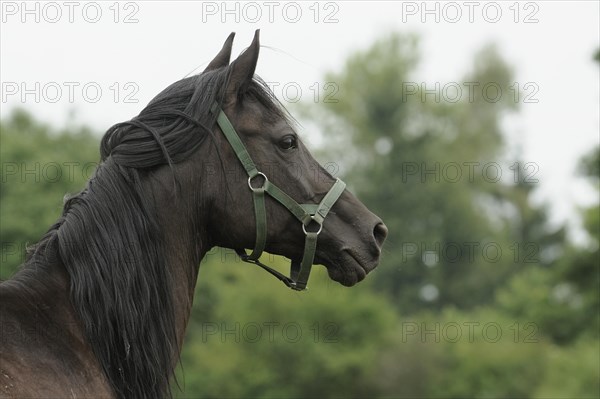 Arabian thoroughbred