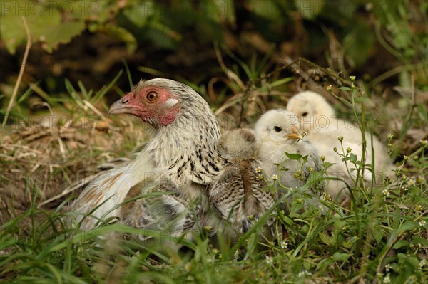 Domestic Chicken