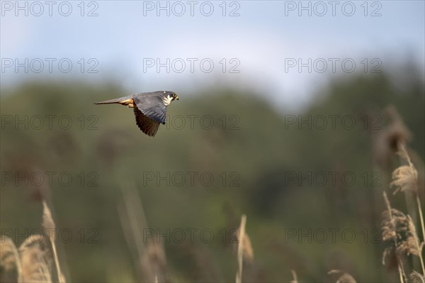 Red-footed Falcon