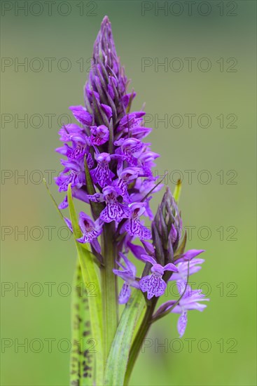 Southern marsh orchid