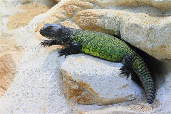 African thorn-tailed dragon