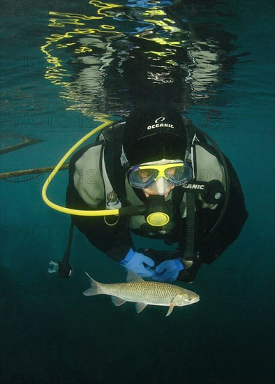 Diver and chub