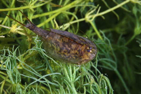 Gill-foot crab