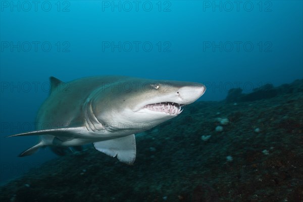 Sand Tiger Shark