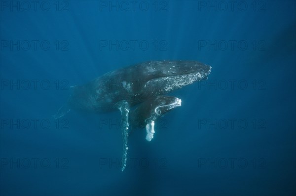 Humpback whales