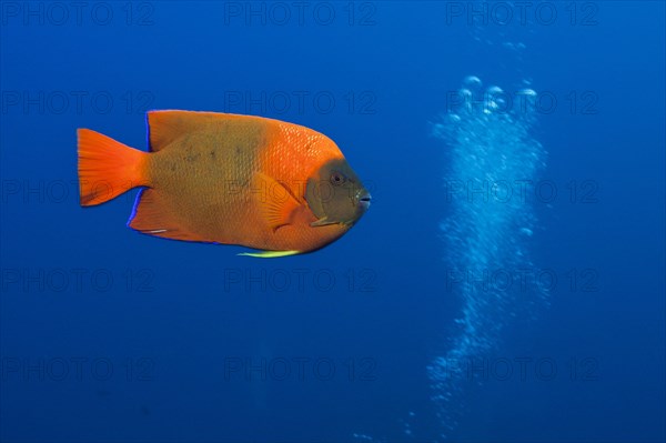 Clarion Angelfish