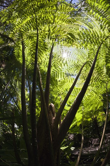 Tree fern