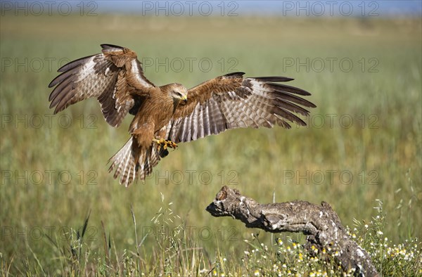 Black kite