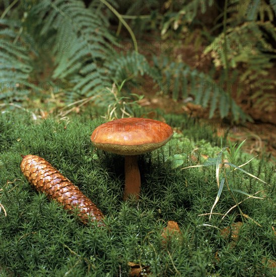 Bay bolete