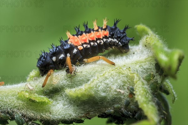 Harlequin Ladybird