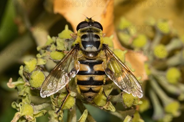 Death's-head hoverfly