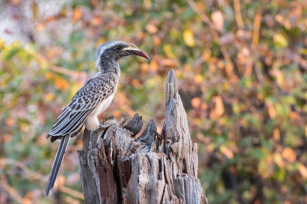 African grey hornbill