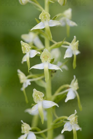 Greater butterfly-orchid