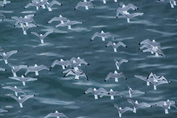 Kittiwakes