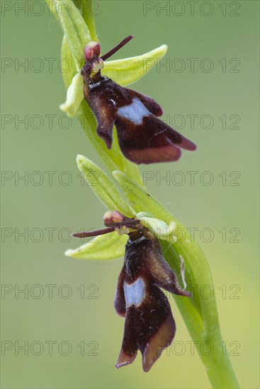 Fly orchid