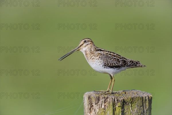 Common Common snipe