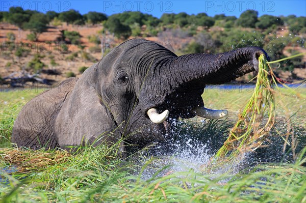 African elephant