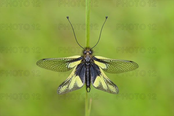 Dragonfly butterfly