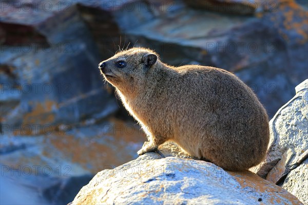 Cape hyrax