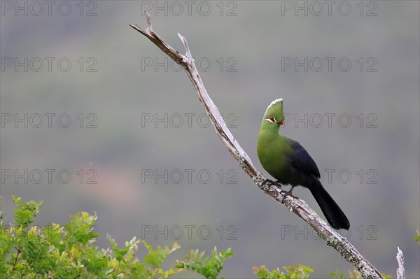 Knysna Turaco