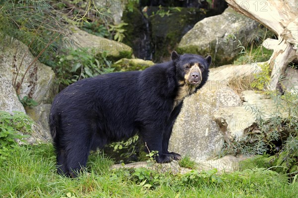 Spectacled bear